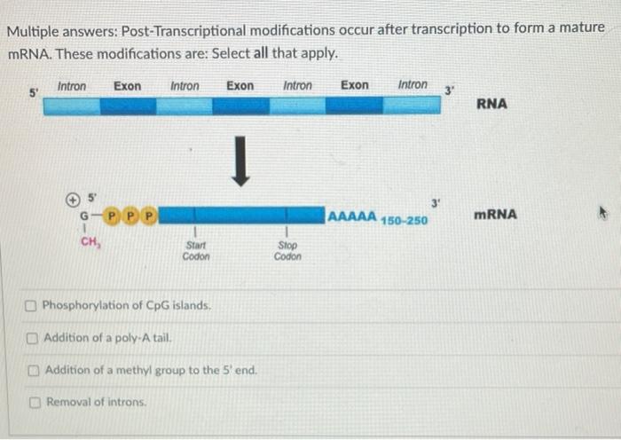 solved-multiple-answers-post-transcriptional-modifications-chegg