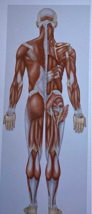 label the muscles on posterior and anterior images | Chegg.com