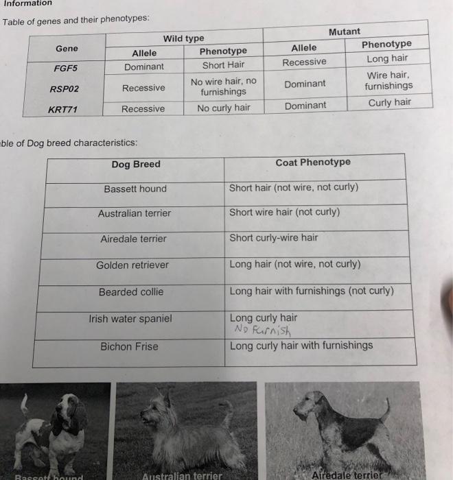 Use the genotypes of each dog breed you generated in