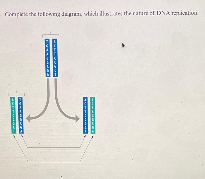 Solved Complete the following diagram of a DNA molecule by | Chegg.com