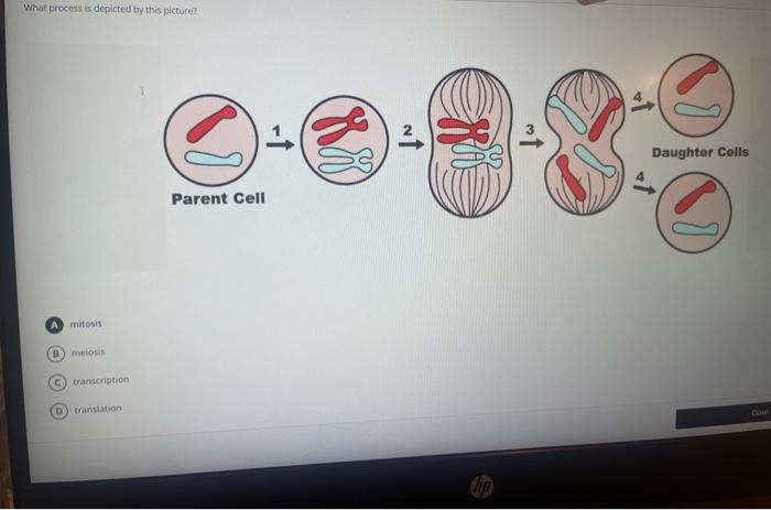 Solved What process is depicted by this picture? A B mitosis | Chegg.com