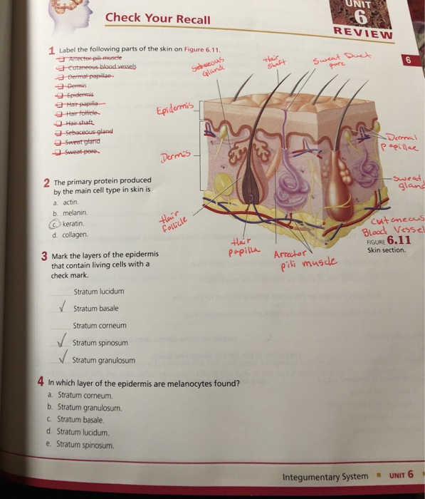 Solved Check Your Recall UNIT 6 REVIEW 1 Label the following | Chegg.com