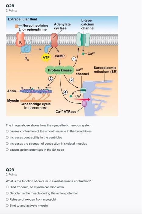 Solved The image above shows how the sympathetic nervous | Chegg.com