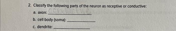 Solved 2. Classify the following parts of the neuron as | Chegg.com