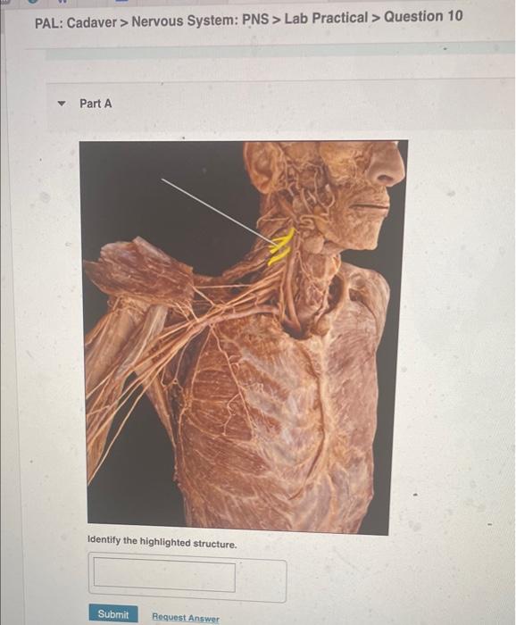 PAL: Cadaver > Nervous System: PNS > Lab Practical > Question 10
Part A
Identify the highlighted structure.
Submit Request An