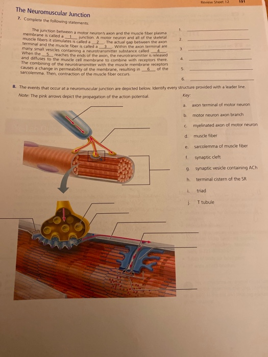 Solved Review Sheet 12 191 The Neuromuscular Junction 7. | Chegg.com