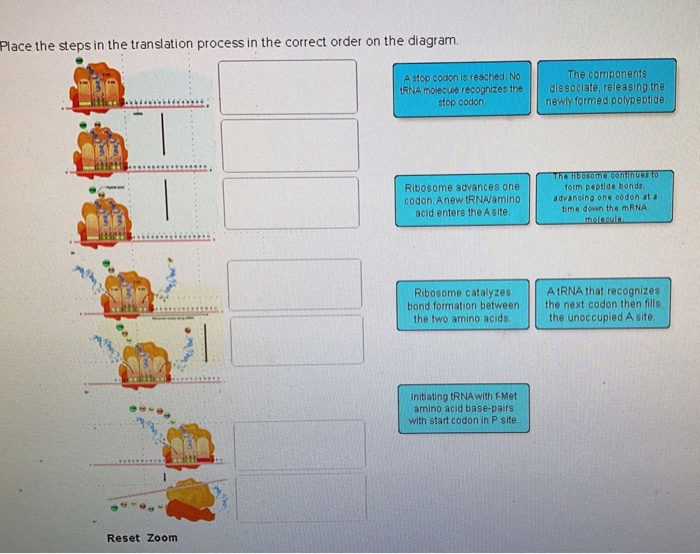 transcription-and-translation-steps-youtube