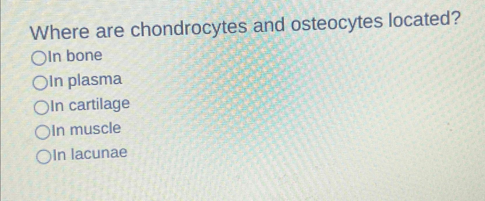 The Cell Connection Chondrocytes To Cartilage Osteocytes To - d2ptidf