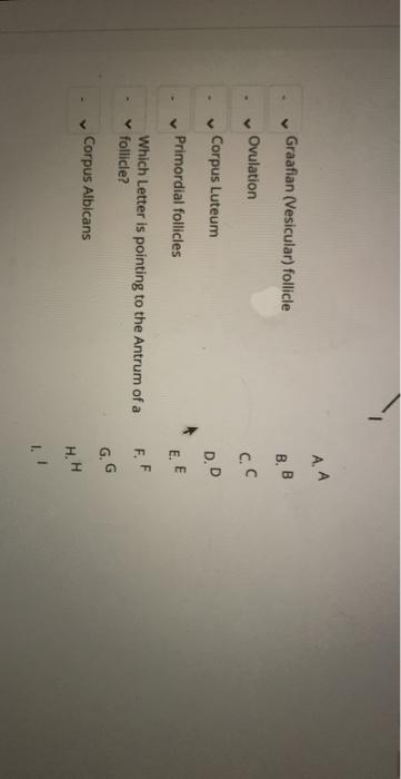 Solved MATCHING: Match the structures listed below with the | Chegg.com