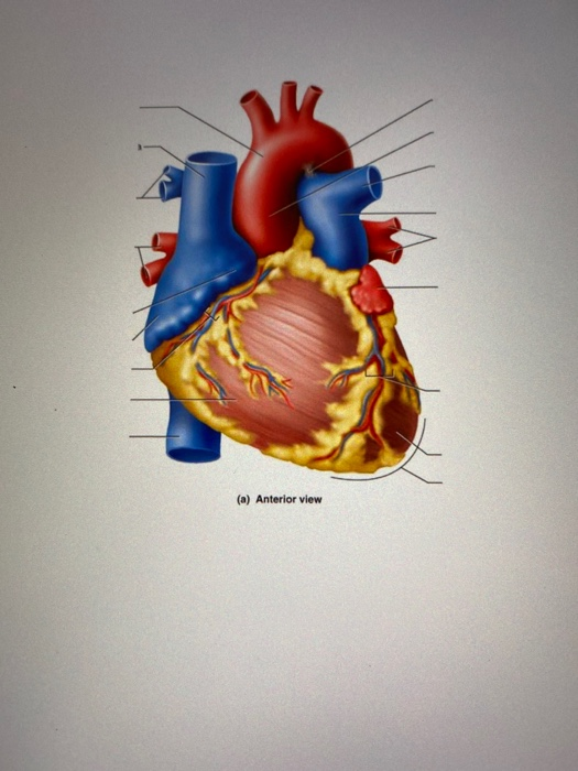 Solved (a) Anterior view Biology Diagrams