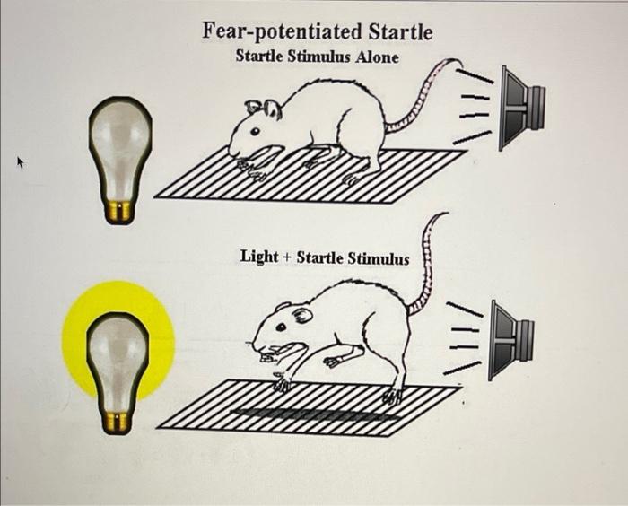Solved A typical procedure to study fear in mice is fear | Chegg.com