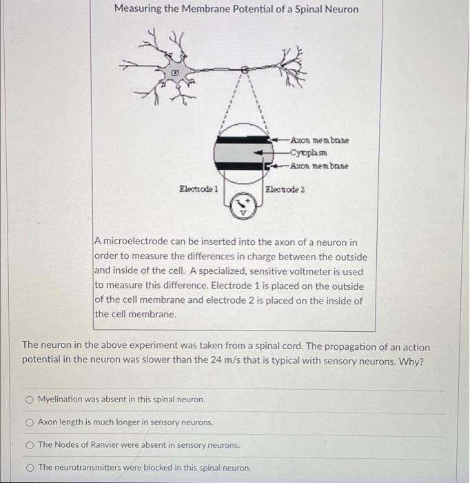 Solved Measuring the Membrane Potential of a Spinal Neuron a | Chegg.com