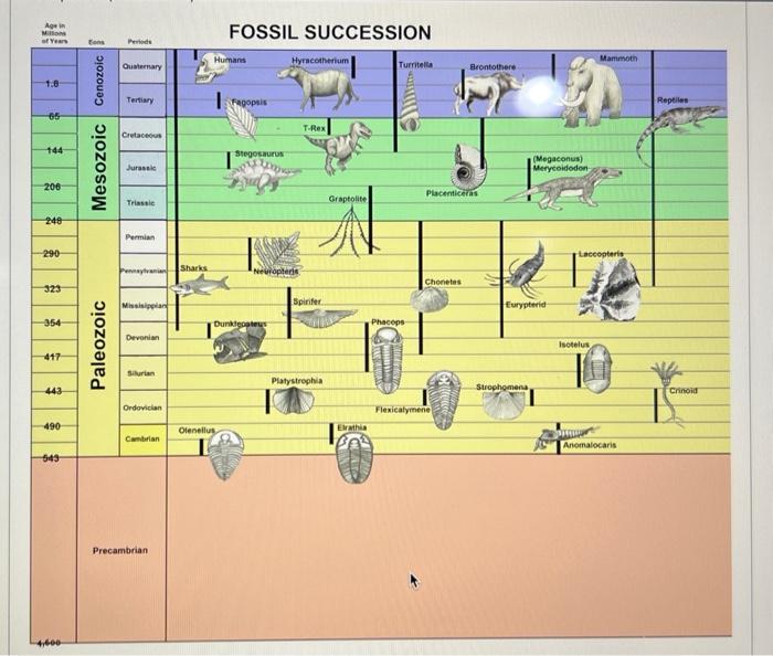 According to the fossil Succession chart, how long
