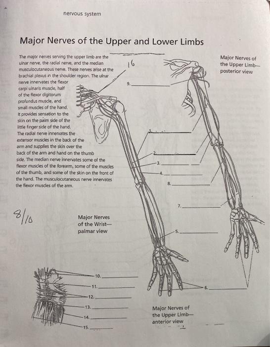 Nerves of the Upper Extremity