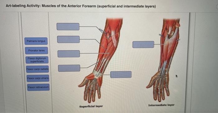 Solved Art-labeling Activity: Muscles of the Anterior | Chegg.com