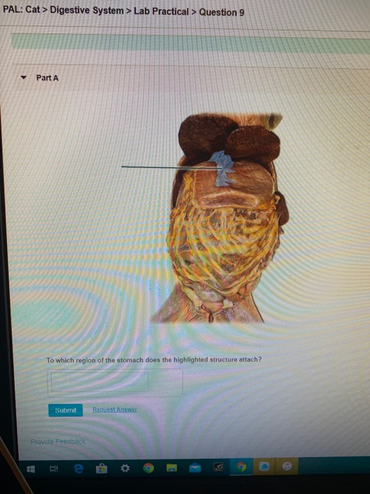 Solved PAL Cat > Digestive System > Lab Practical >