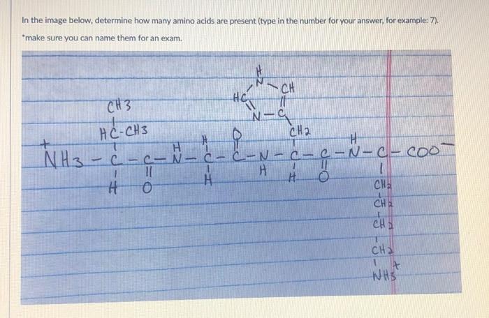 Solved In the image below, determine how many amino acids | Chegg.com