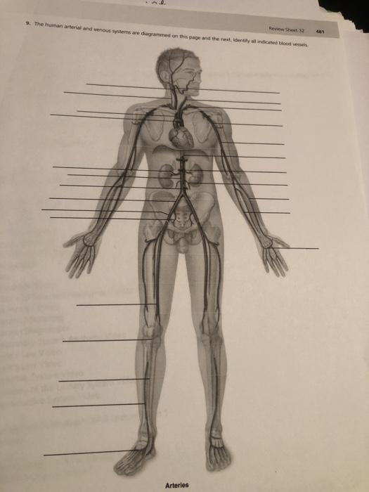 Solved %. The human arterial and venous systems are | Chegg.com