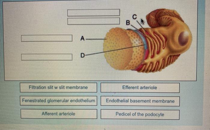 Solved C B А. vo D WIP Filtration slit w slit membrane | Chegg.com