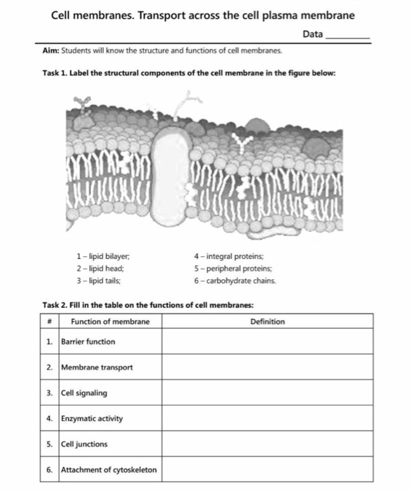 list 4 functions of the cell or plasma membrane