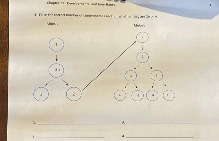 Solved Chapter 29: Developmental And Inheritance 1. Fill In | Chegg.com