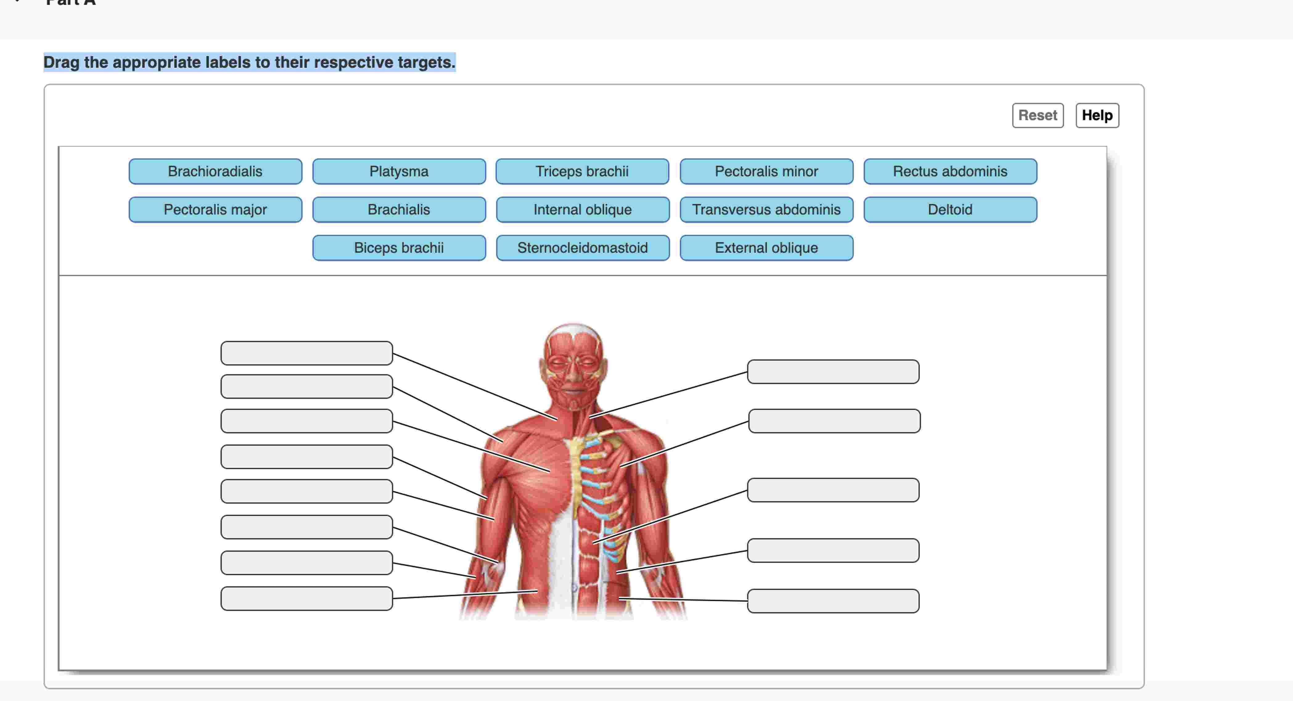 Dedrag The Appropriate Labels To Their Respective Targets. Chegg - z3o9an3