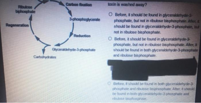 The Calvin Cycle Uses The Energy Stored In Nadph A Chegg Com