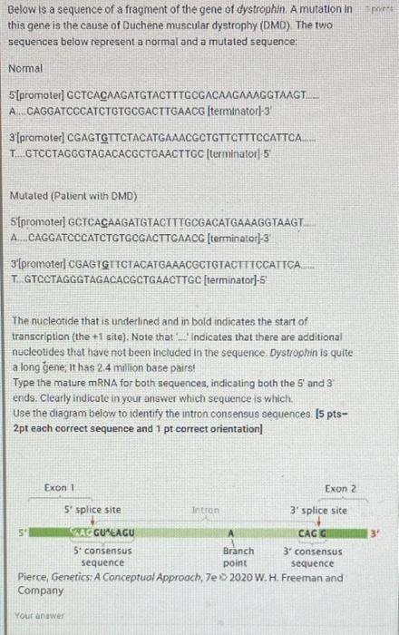 Solved Below is a sequence of a fragment of the gene of | Chegg.com