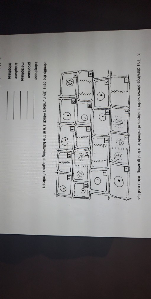 Solved 7. This drawings shows various stages of mitosis in a | Chegg.com