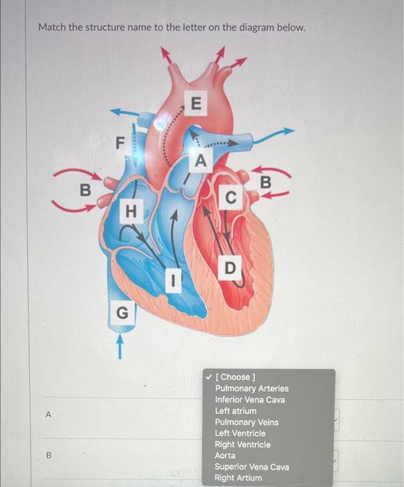 Solved Match the structure name to the letter on the diagram | Chegg.com