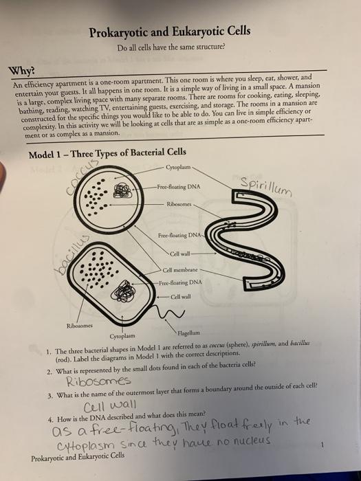 Solved Prokaryotic And Eukaryotic Cells Do All Cells Have Chegg