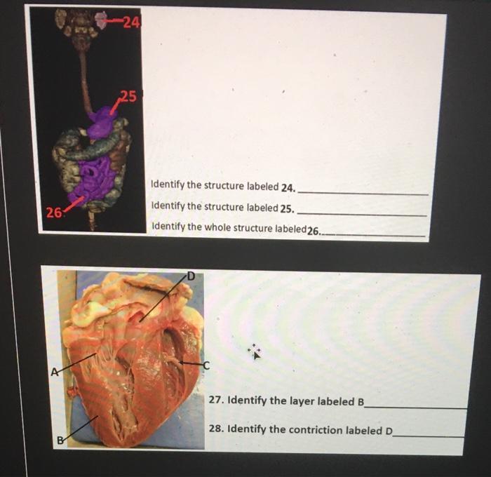 Solved 2. Identify The Structure Labeled 1. Identify The | Chegg.com