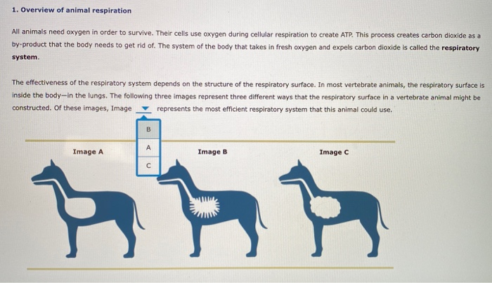 Solved 1. Overview of animal respiration All animals need 