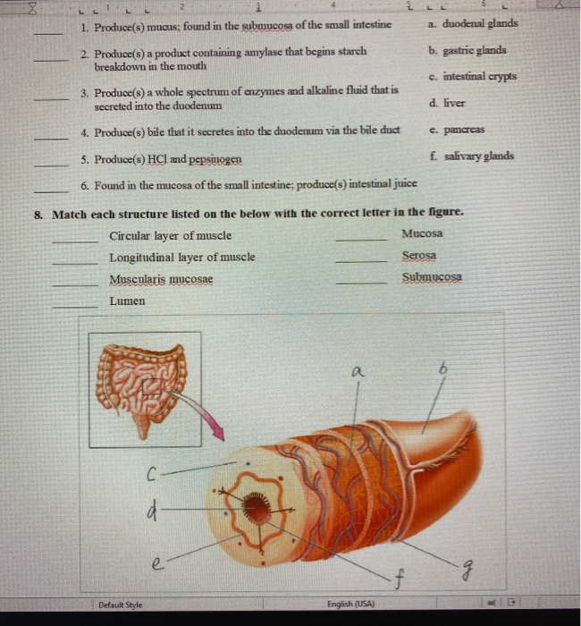 Solved L 1. Produce(s) mucus; found in the submucosa of the | Chegg.com