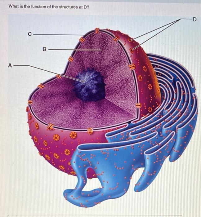 Solved What is the function of the structures at D? D с B A- | Chegg.com