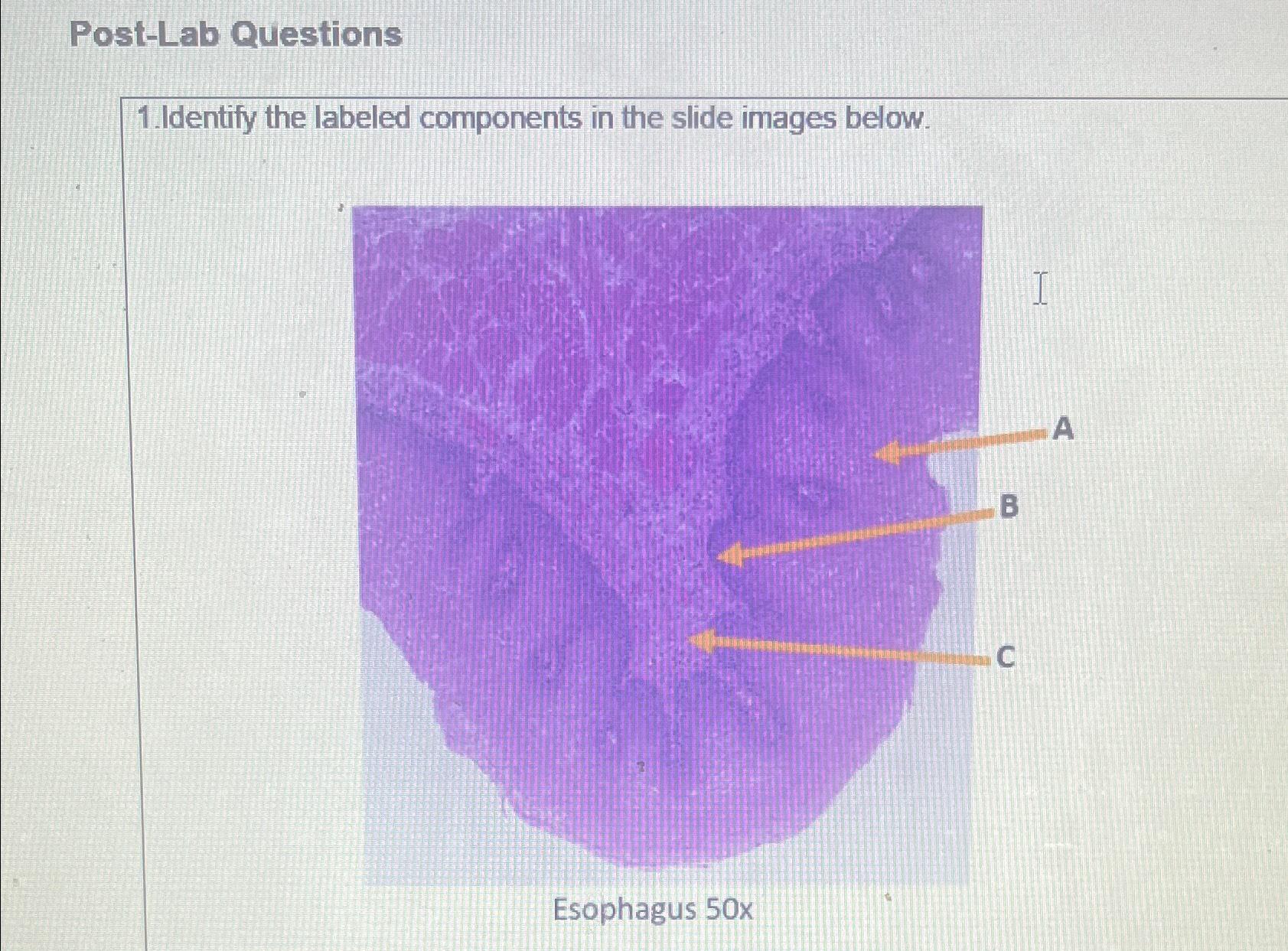 Solved post lab questionsidentify the labeled components in chegg