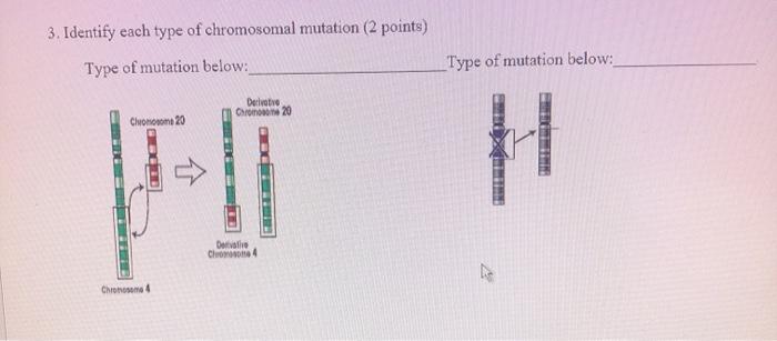 Solved 3. Identify each type of chromosomal mutation (2 | Chegg.com