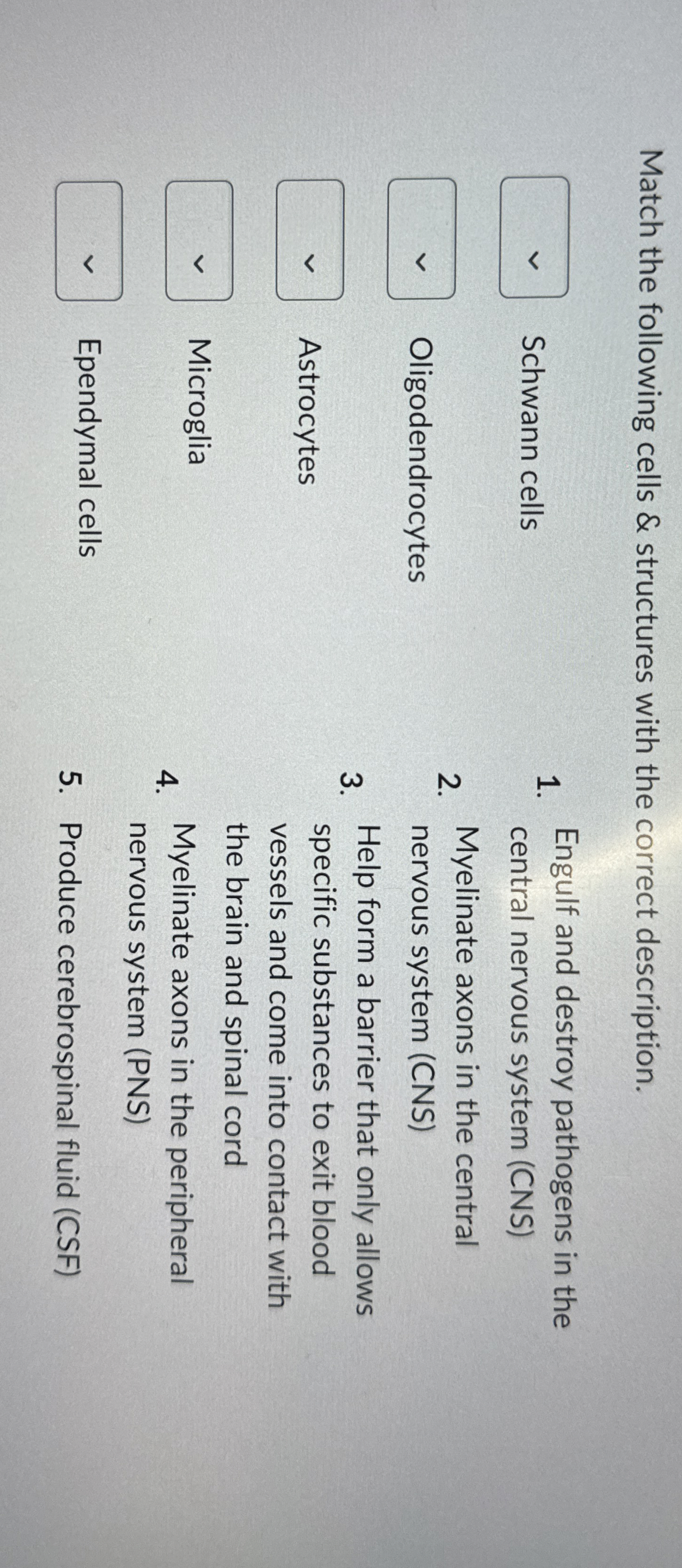 Solved Match the following cells & structures with the | Chegg.com