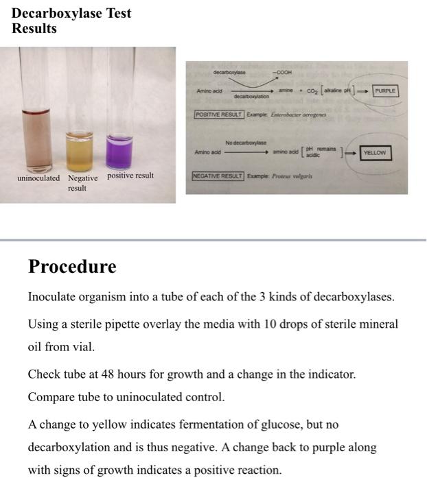 lysine decarboxylase test reaction