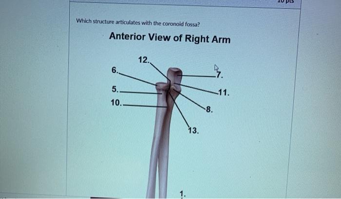 Which structure articulates with the coronoid fossa? Anterior View of Right Arm 12. 6. -7. 5.. 10. -11. 8. 13. 1.