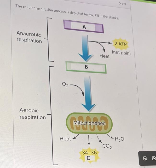 Solved The cellular respiration process is depicted below. | Chegg.com