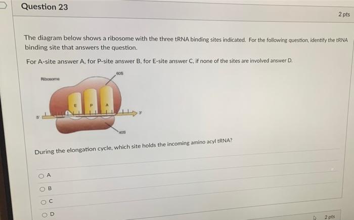 Solved Question 23 2 pts The diagram below shows a ribosome | Chegg.com