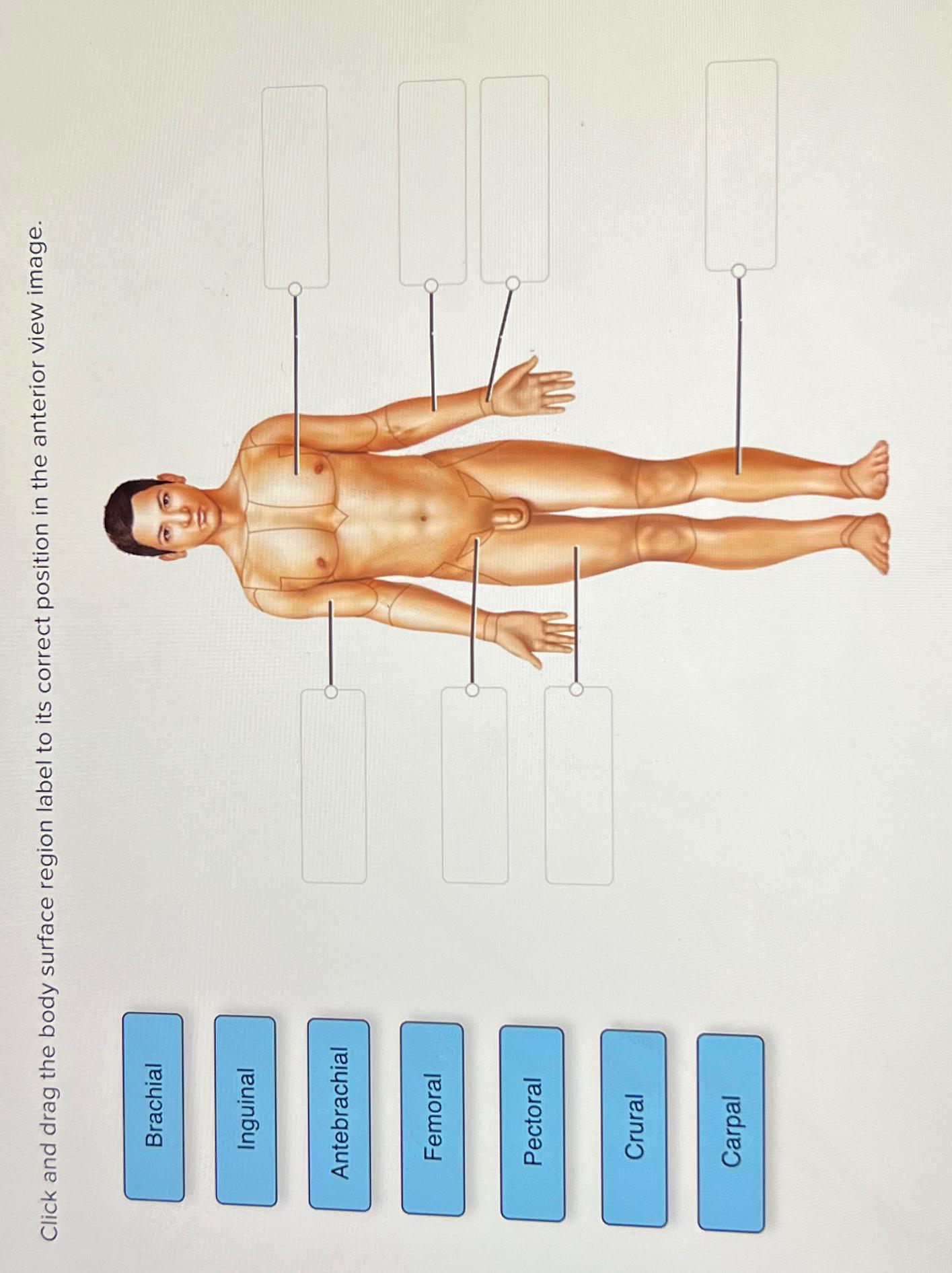 Solved Click and drag the body surface region label to its | Chegg.com