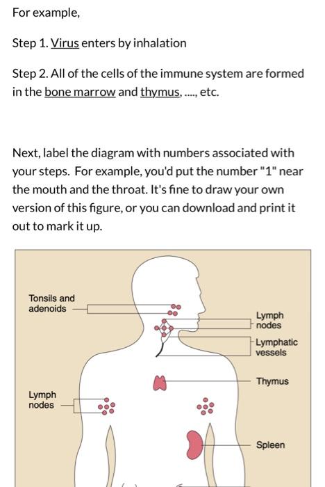 immune system diagram unlabeled