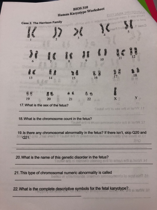 40-biology-karyotype-worksheet-answers-key-worksheet-for-you