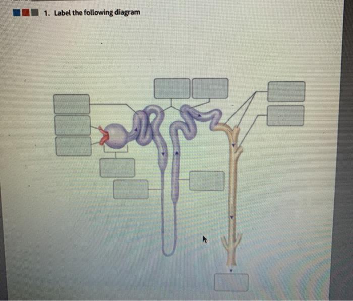 Solved 1. Label the following diagram | Chegg.com