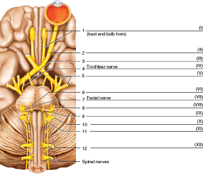 Solved: Identify the cranial nerves that arise from the base of