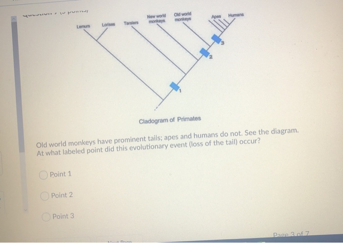 Solved New world monkeys Old world moncays Humans Lori | Chegg.com