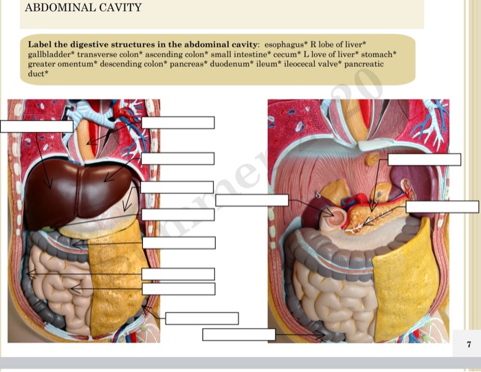 Solved ABDOMINAL CAVITY Label the digestive structures in | Chegg.com