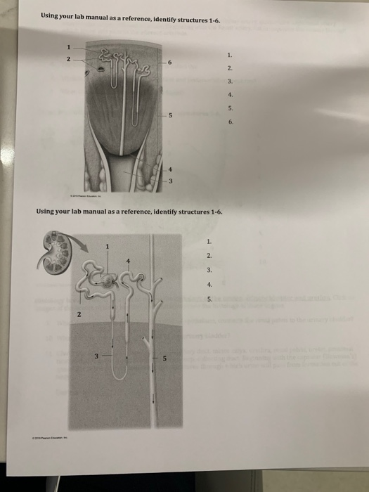 Solved Using your lab manual as a reference, identify | Chegg.com
